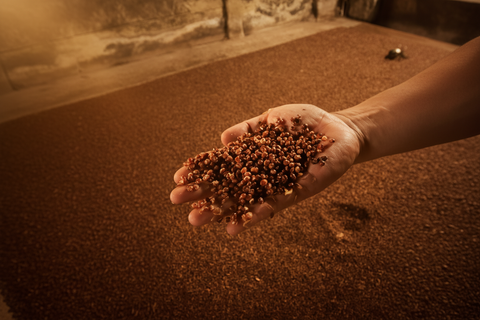 Hand holding a handful of small brown seeds against a blurred outdoor background